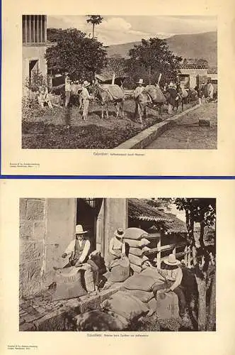 Kolumbien Kaffee Plantage Ernte Transport 15 Original Ansichten Foto Mappe 1910