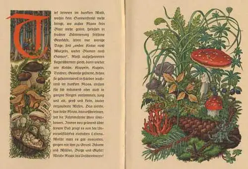 Natur und Pflanzen im Jahreslauf Kunst Grafik Kinder Bilderbuch 1944
