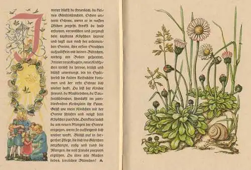 Natur und Pflanzen im Jahreslauf Kunst Grafik Kinder Bilderbuch 1944