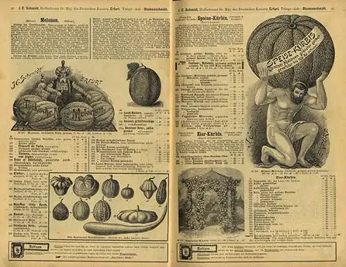 Thüringen Erfurt Garten Blumen Gemüse Samen Handlung Schmidt Katalog 1900