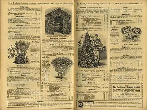 Thüringen Erfurt Garten Blumen Gemüse Samen Handlung Schmidt Katalog 1900