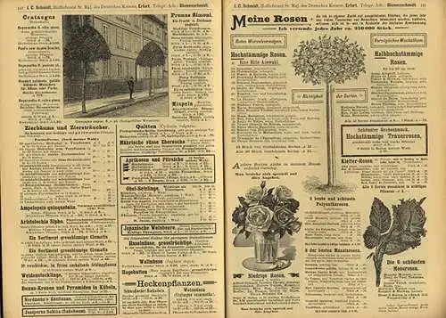 Thüringen Erfurt Garten Blumen Gemüse Samen Handlung Schmidt Katalog 1900