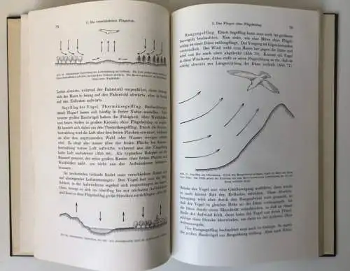 Naturwissenschaft Biologie Physik Vogelflug Technik Aerodynamik Buch 1939