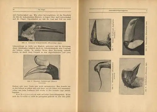 Deutschland Zoologie Biologie Ornithologie Vögel Arten Tafelband 1923