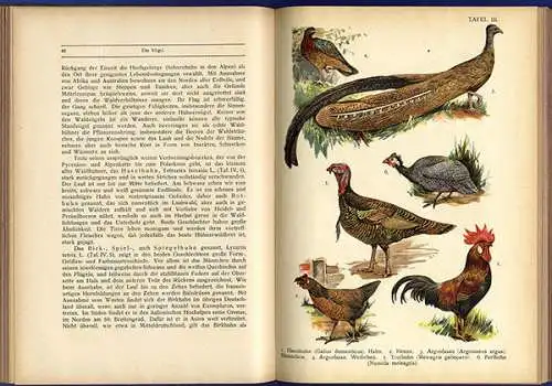 Deutschland Zoologie Biologie Ornithologie Vögel Arten Tafelband 1923