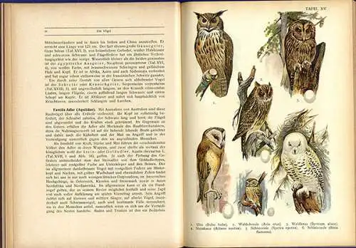 Deutschland Zoologie Biologie Ornithologie Vögel Arten Tafelband 1923