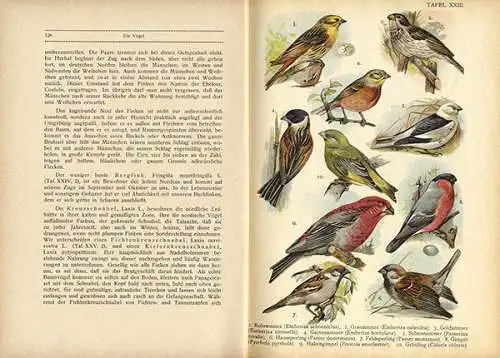 Deutschland Zoologie Biologie Ornithologie Vögel Arten Tafelband 1923