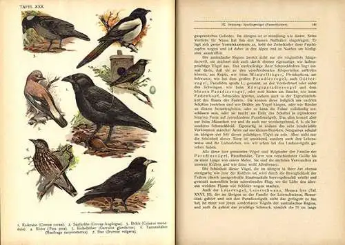 Deutschland Zoologie Biologie Ornithologie Vögel Arten Tafelband 1923