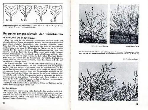 Garten Obst Pfirsisch Sorten Anbau Zucht Baumschnitt Ernte Schädlinge Buch 1937