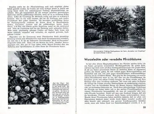 Garten Obst Pfirsisch Sorten Anbau Zucht Baumschnitt Ernte Schädlinge Buch 1937