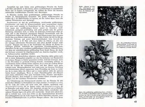 Garten Obst Pfirsisch Sorten Anbau Zucht Baumschnitt Ernte Schädlinge Buch 1937