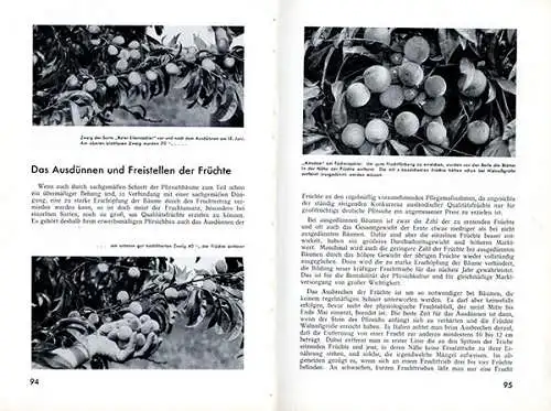 Garten Obst Pfirsisch Sorten Anbau Zucht Baumschnitt Ernte Schädlinge Buch 1937