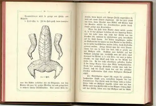 Jagd Waidwerk Jäger Küche Wild Kochbuch Rezepte Buch 1902