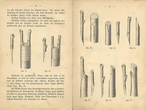 Garten Bau Obst Kultur Sorten Baumschnitt Ernte Krankheiten Buch 1891