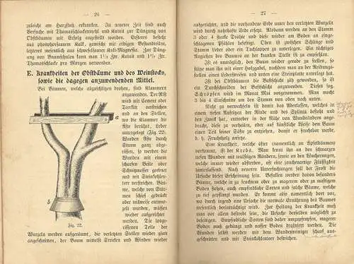 Garten Bau Obst Kultur Sorten Baumschnitt Ernte Krankheiten Buch 1891