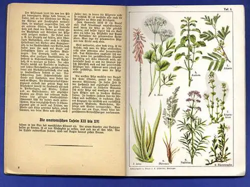 Botanik Wald Pilze Heilkräuter Sammeln Schreiber Atlas 1920