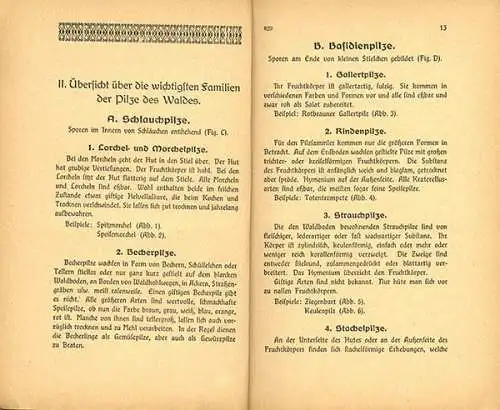 Botanik Wald Pilze Sammeln Bestimmen Essbare und Giftpilze Rezepte Fachbuch 1920