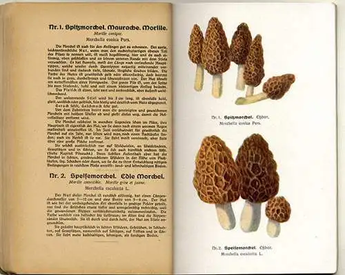 Botanik Wald Pilze Sammeln Bestimmen Essbare und Giftpilze Rezepte Fachbuch 1920