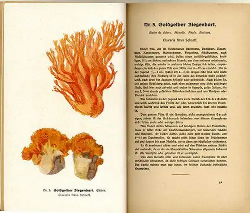 Botanik Wald Pilze Sammeln Bestimmen Essbare und Giftpilze Rezepte Fachbuch 1920