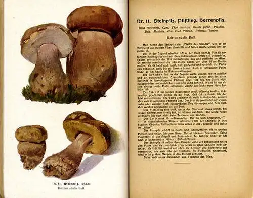 Botanik Wald Pilze Sammeln Bestimmen Essbare und Giftpilze Rezepte Fachbuch 1920