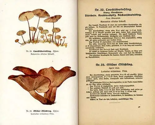 Botanik Wald Pilze Sammeln Bestimmen Essbare und Giftpilze Rezepte Fachbuch 1920