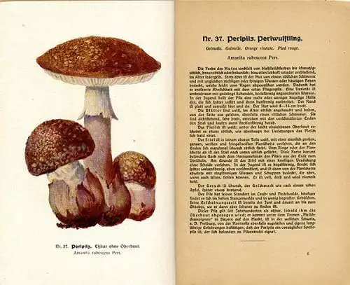 Botanik Wald Pilze Sammeln Bestimmen Essbare und Giftpilze Rezepte Fachbuch 1920