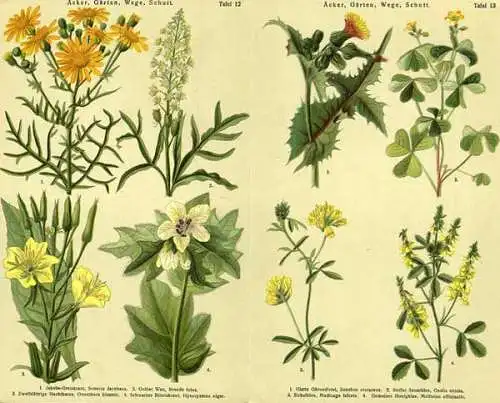 Botanik Sommer Herbst Blumen Kräuter Heilpflanzen Atlas Bilderbogen um 1928