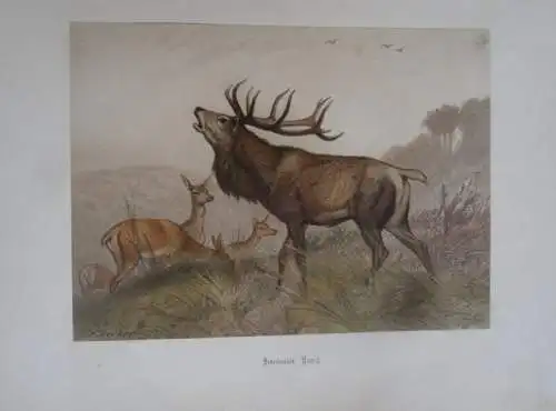 Deutschland Waidwerk Jagd Tier Bilder von Carl Friedrich Deiker Prachtband 1876