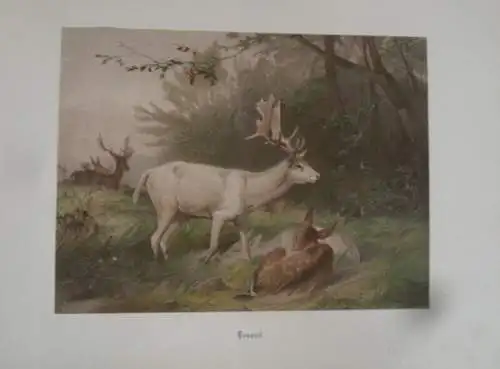 Deutschland Waidwerk Jagd Tier Bilder von Carl Friedrich Deiker Prachtband 1876