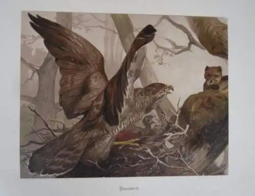 Deutschland Waidwerk Jagd Tier Bilder von Carl Friedrich Deiker Prachtband 1876