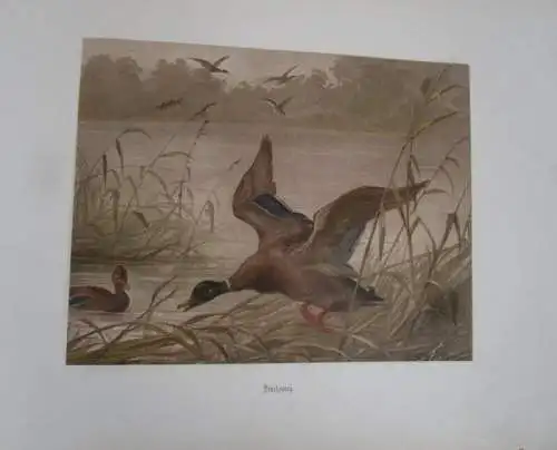Deutschland Waidwerk Jagd Tier Bilder von Carl Friedrich Deiker Prachtband 1876