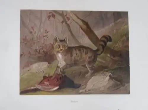 Deutschland Waidwerk Jagd Tier Bilder von Carl Friedrich Deiker Prachtband 1876