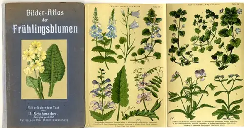 Botanik Blumen Kräuter Heilpflanzen Atlas Bilderbogen um 1920