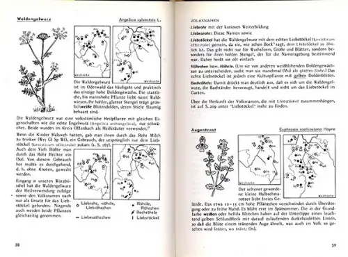 Odenwald Botanik Kräuter Heilpflanzen Namen Brauchtum Aberglaube Buch 1990