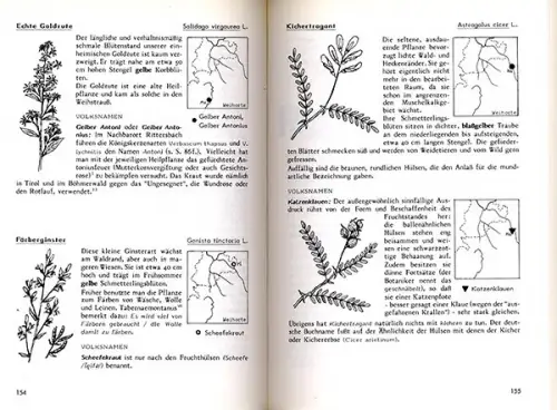 Odenwald Botanik Kräuter Heilpflanzen Namen Brauchtum Aberglaube Buch 1990