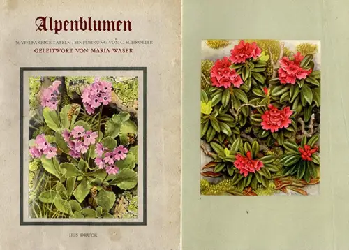 Botanik Alpen Blumen 36 farbige Bildtafeln Kunst Grafik Mappe 1941