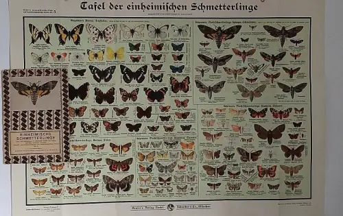 Deutschland Heimische Schmetterlinge Arten Schreiber Bildertafel Poster 1920