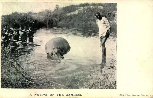 HIPPOPOTAMUS, Nilpferd - sent from Britsh Southafrica to Germany about 1907