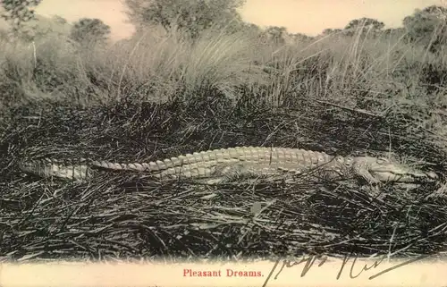 CROCODILE, Krokodil - sent from Britsh Southafrica to Germany 1907