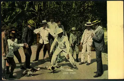 1910, picture postcard showing "cock fight" sent from CIENFUEGOS to Altona