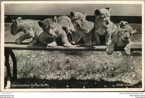 Zoologischer Garten, junge Löwengruppe, Tiere, Zoo, gelaufen 1938