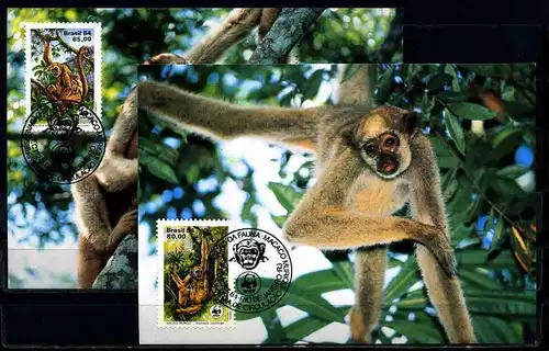 X2509)Brasilien Maxi-Karte 2052/3 WWF 13 Spinnenaffe
