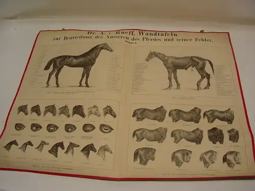 D217/ Sammlung  aus Reitschule ca 500  Dias Pferde Reitkunst