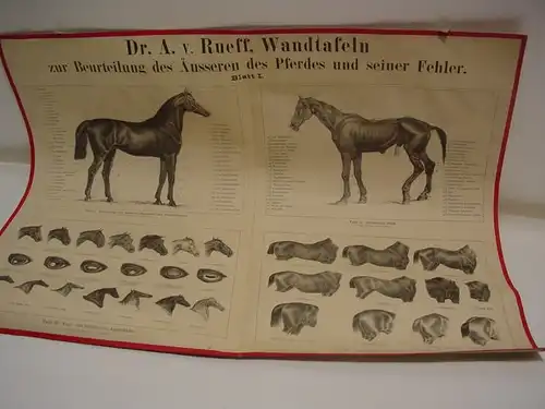 D217/ Sammlung  aus Reitschule ca 500  Dias Pferde Reitkunst