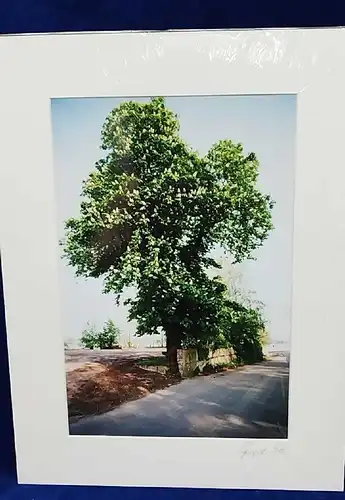   Altes Foto Kastanie Leica Print Dr. Grygiel  im Passepartout 30x40 cm