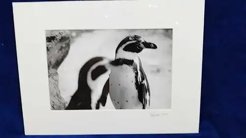 Altes Foto Zoo Köln Leica Print Dr. Grygiel  im Passepartout 30x40 cm