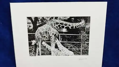 Altes Foto Zoo Köln Leica Print Dr. Grygiel  im Passepartout 30x40 cm