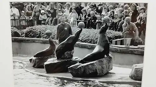 Altes Foto Zoo Köln Leica Print Dr. Grygiel  im Passepartout 30x40 cm