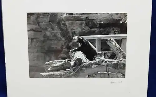   Altes Foto Zoo Köln Leica Print Dr. Grygiel  im Passepartout 30x40 cm