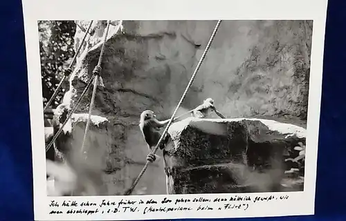  Altes Foto Köln Zoo Original Leica Print Dr. Grygiel 30 X 24 cm 